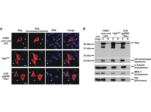 Western Blot using Alpha Tubulin